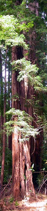 Muir Woods National Monument
